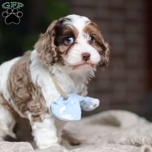 Emmett, Cockapoo Puppy